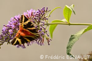 L'Écaille chinée (Euplagia quadripunctaria)
