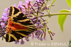 L'Écaille chinée (Euplagia quadripunctaria)