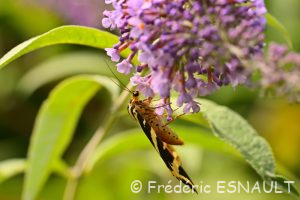 L'Écaille chinée (Euplagia quadripunctaria)