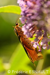 L'Écaille chinée (Euplagia quadripunctaria)