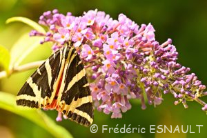 L'Écaille chinée (Euplagia quadripunctaria)