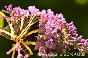 L'Écaille chinée (Euplagia quadripunctaria)