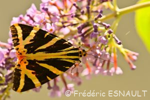 L'Écaille chinée (Euplagia quadripunctaria)