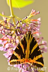 L'Écaille chinée (Euplagia quadripunctaria)