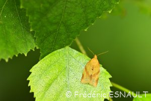Tordeuse unifasciée (Clepsis consimilana)