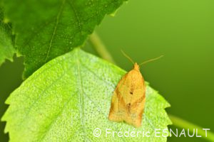 Tordeuse unifasciée (Clepsis consimilana)