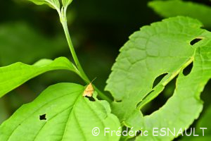 Tordeuse unifasciée (Clepsis consimilana)