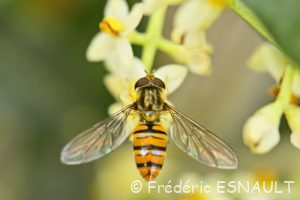 Syrphe à ceinture (Episyrphus balteatus)