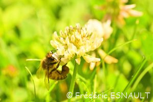 Abeille mellifère (Apis mellifera)