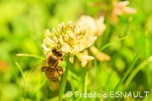 Abeille mellifère (Apis mellifera)