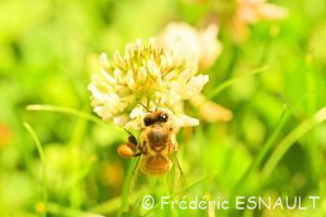 Abeille mellifère (Apis mellifera)