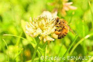 Abeille mellifère (Apis mellifera)