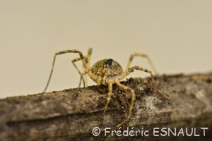 Faucheur épineux (Odiellus spinosus)