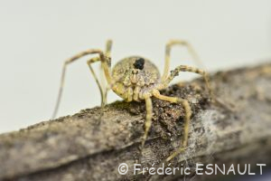 Faucheur épineux (Odiellus spinosus)