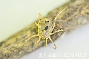 Faucheur épineux (Odiellus spinosus)
