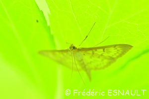 Pyrale du houblon (Pleuroptya ruralis)