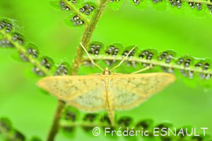 Pyrale du houblon (Pleuroptya ruralis)