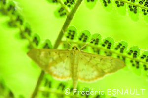 Pyrale du houblon (Pleuroptya ruralis)