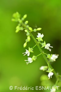 Circée de Paris (Circaea lutetiana)