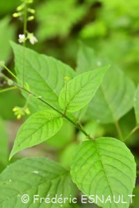 Circée de Paris (Circaea lutetiana)