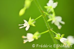 Circée de Paris (Circaea lutetiana)