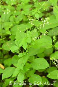 Circée de Paris (Circaea lutetiana)