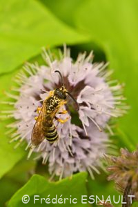 Halicte de la Scabieuse (Halictus scabiosae)