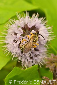 Halicte de la Scabieuse (Halictus scabiosae)