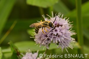 Halicte de la Scabieuse (Halictus scabiosae)