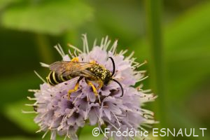 Halicte de la Scabieuse (Halictus scabiosae)