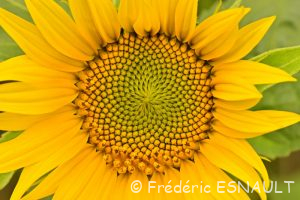 Tournesol ou Hélianthe ou Soleil (Helianthus annuus)