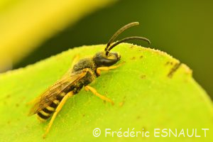 Halicte de la scabieuse (Halictus scabiosae)