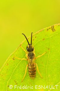 Halicte de la scabieuse (Halictus scabiosae)