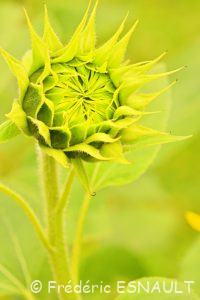 Tournesol ou Hélianthe ou Soleil (Helianthus annuus)