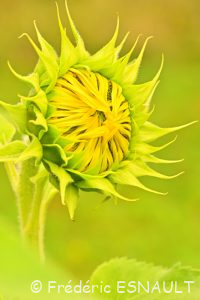 Tournesol ou Hélianthe ou Soleil (Helianthus annuus)