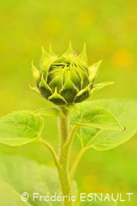 Tournesol ou Hélianthe ou Soleil (Helianthus annuus)