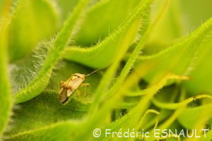 Miride terne des près (Lygus pratensis)