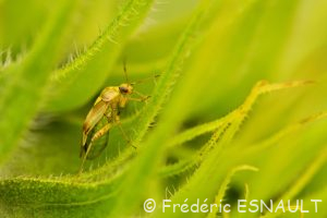 Miride terne des près (Lygus pratensis)