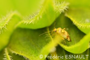 Miride terne des près (Lygus pratensis)