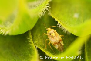 Miride terne des près (Lygus pratensis)