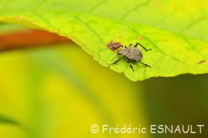 Punaise diabolique (Halyomorpha halys)