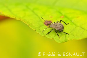 Punaise diabolique (Halyomorpha halys)