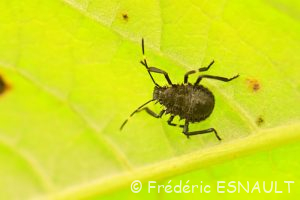 Punaise diabolique (Halyomorpha halys)