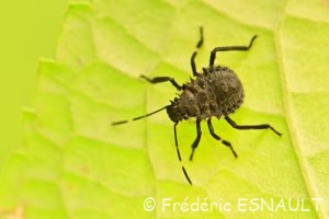 Punaise diabolique (Halyomorpha halys)