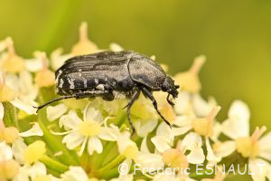 Cétoine funeste (Oxythyrea funesta)
