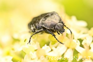 Cétoine funeste (Oxythyrea funesta)