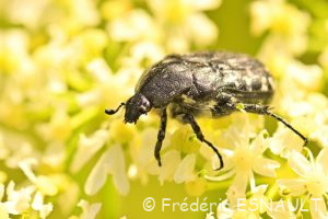 Cétoine funeste (Oxythyrea funesta)