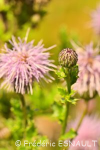 Cirse des prés ou Chardon des champs (Cirsium arvense)