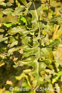 Cirse des prés ou Chardon des champs (Cirsium arvense)