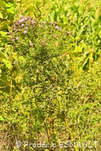 Cirse des prés ou Chardon des champs (Cirsium arvense)